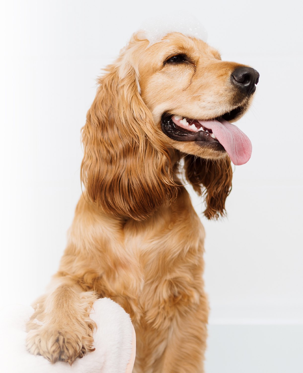 A cocker spaniel with a glossy golden coat